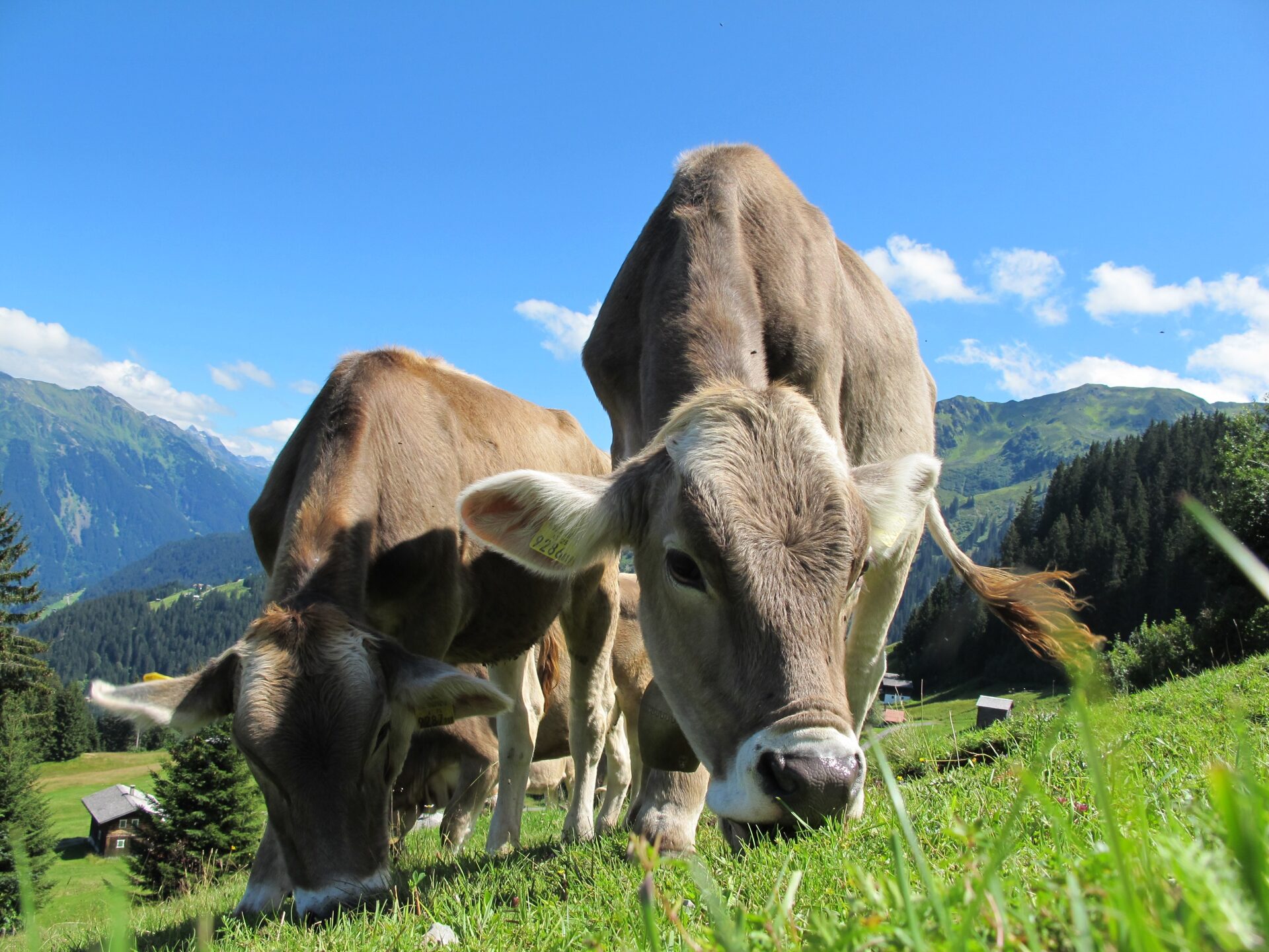 Genussregion Kleinwalsertal